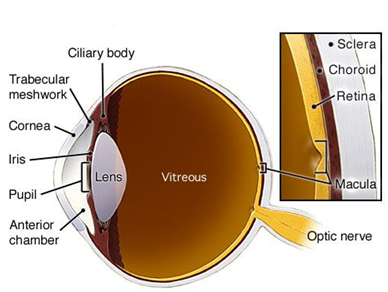 Geruïneerd vanavond tempel The Anatomy of the Eye | Anterior Segment – Precision Family Eyecare
